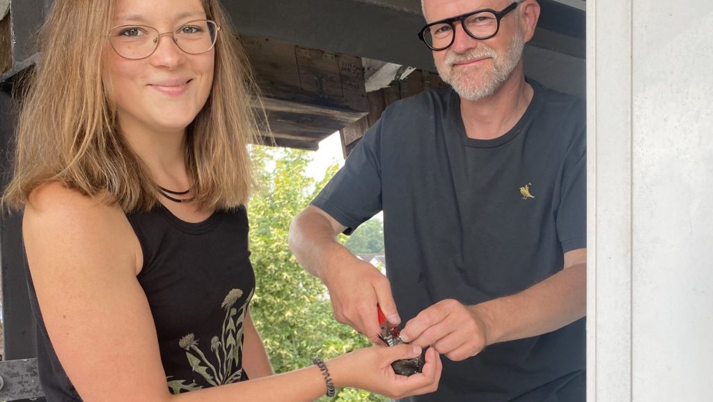 Isabella Markfort und Axel Degen beim Beringen eines jungen Mauerseglers. Foto: Gemeinde Wallenhorst