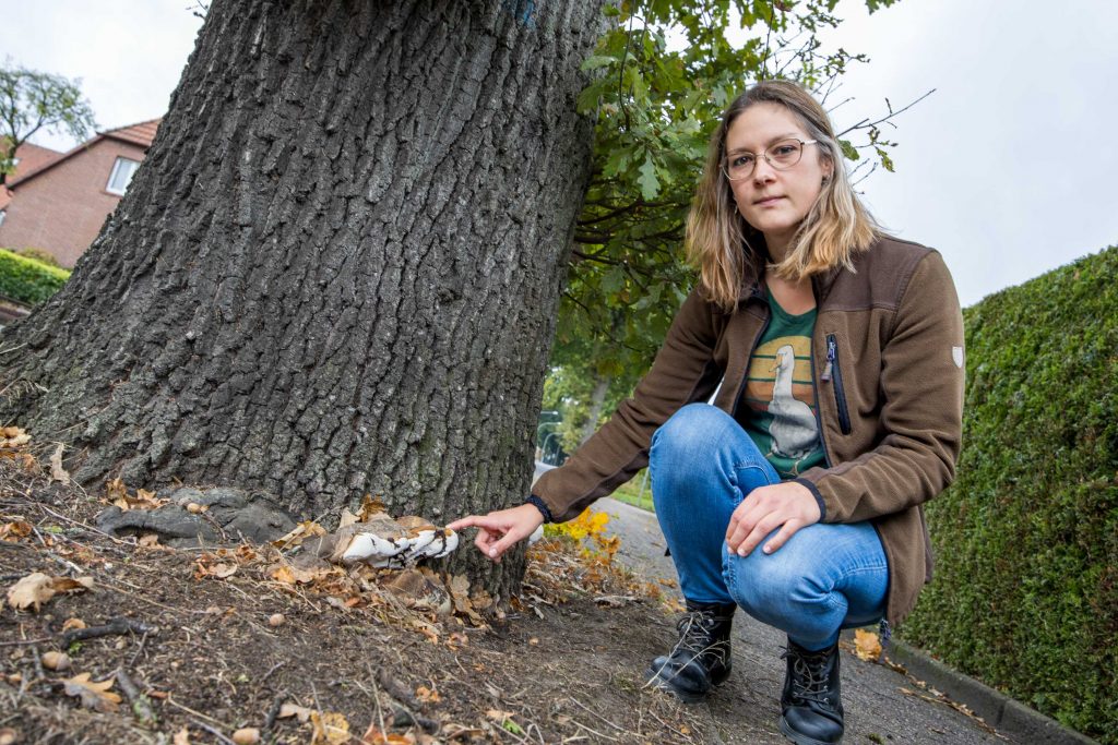 Isabella Markfort deutet auf den Pilzbefall der Eiche an der Hollager Straße. Foto: Gemeinde Wallenhorst / André Thöle