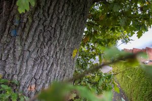 Farbige Markierungen an den Bäumen weisen auf Pflegemaßnahmen oder Fällungen hin. Foto: Gemeinde Wallenhorst / André Thöle