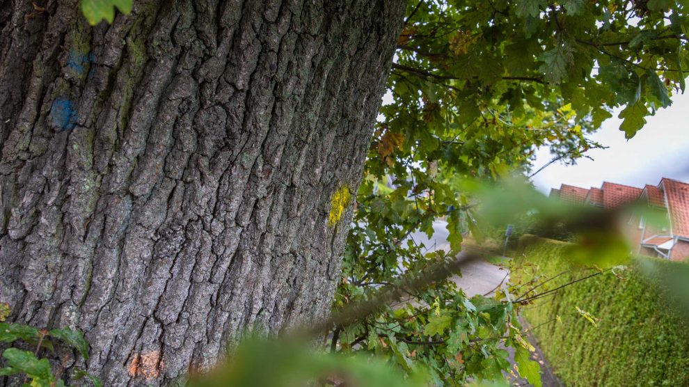 Farbige Markierungen an den Bäumen weisen auf Pflegemaßnahmen oder Fällungen hin. Foto: Gemeinde Wallenhorst / André Thöle