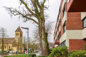 Etwa ein halbes Jahrtausend alt: die Eiche an der Adenauerallee in Hollage. Foto: Gemeinde Wallenhorst / André Thöle