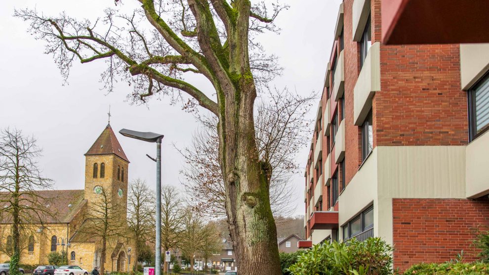 Etwa ein halbes Jahrtausend alt: die Eiche an der Adenauerallee in Hollage. Foto: Gemeinde Wallenhorst / André Thöle