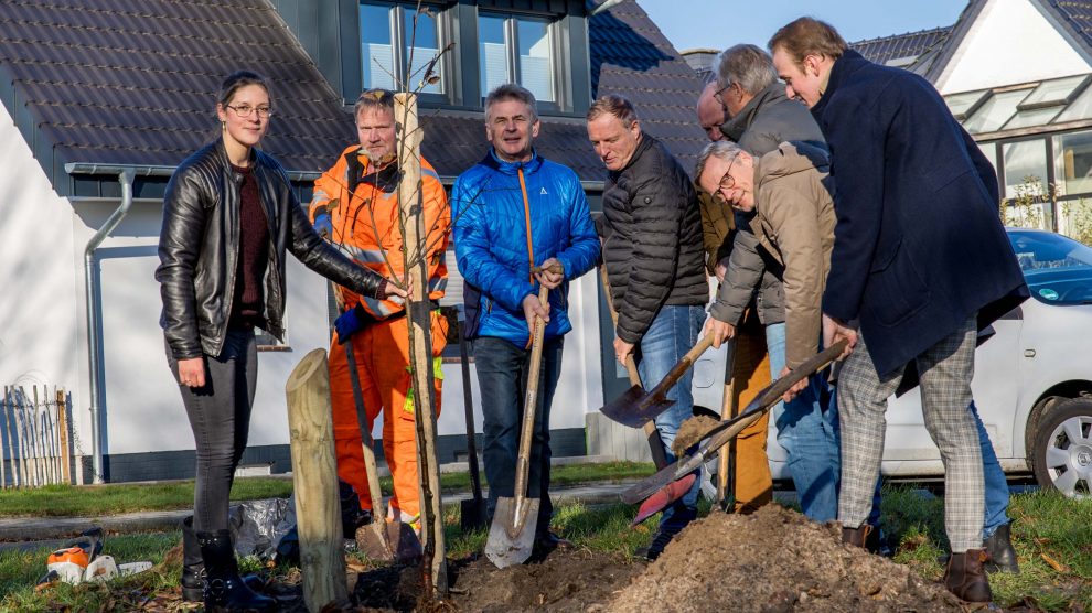 Eine Echte Mehlbeere wird als Baum des Jahres an der Windthorststraße in Wallenhorst gepflanzt. Foto: Gemeinde Wallenhorst / André Thöle